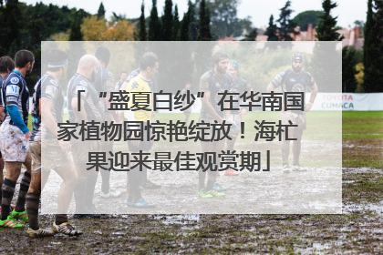 “盛夏白纱”在华南国家植物园惊艳绽放！海杧果迎来最佳观赏期