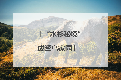 “水杉秘境”成鹭鸟家园
