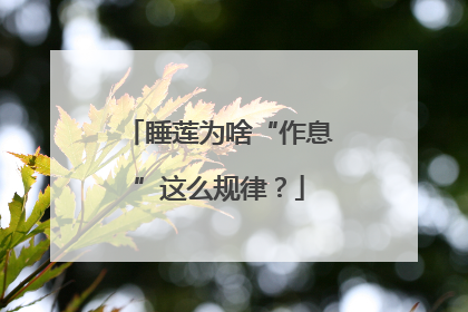 睡莲为啥“作息”这么规律？
