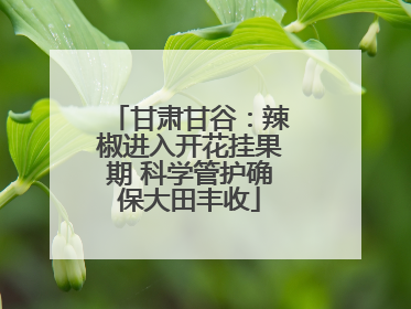 甘肃甘谷：辣椒进入开花挂果期 科学管护确保大田丰收
