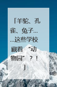 羊驼、孔雀、兔子……这些学校藏着 “动物园”？！