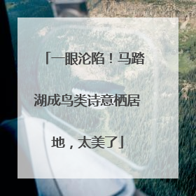 一眼沦陷！马踏湖成鸟类诗意栖居地，太美了