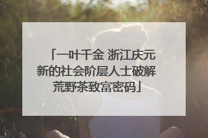一叶千金 浙江庆元新的社会阶层人士破解荒野茶致富密码