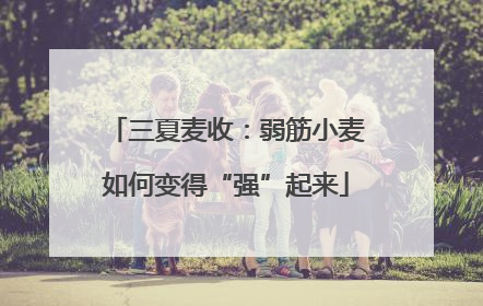三夏麦收：弱筋小麦如何变得“强”起来