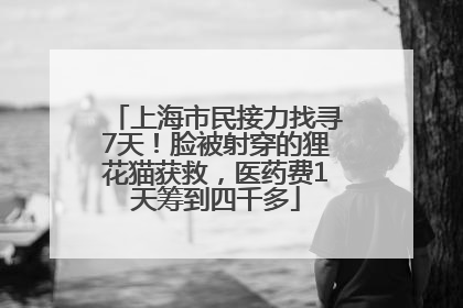 上海市民接力找寻7天！脸被射穿的狸花猫获救，医药费1天筹到四千多
