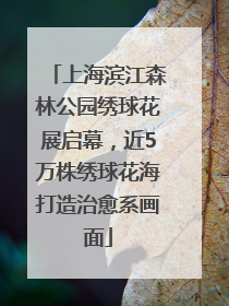 上海滨江森林公园绣球花展启幕，近5万株绣球花海打造治愈系画面
