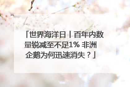 世界海洋日丨百年内数量锐减至不足1% 非洲企鹅为何迅速消失？