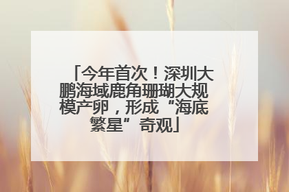 今年首次！深圳大鹏海域鹿角珊瑚大规模产卵，形成“海底繁星”奇观