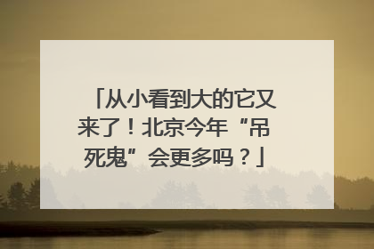 从小看到大的它又来了！北京今年“吊死鬼”会更多吗？