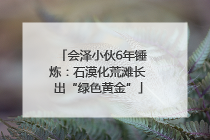会泽小伙6年锤炼：石漠化荒滩长出“绿色黄金”