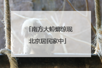 南方大蟑螂惊现北京居民家中