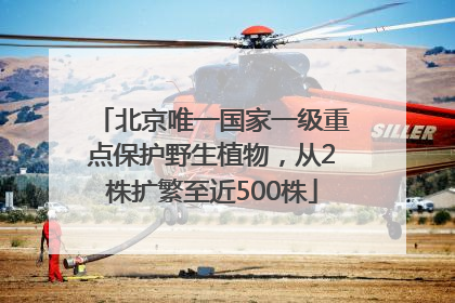 北京唯一国家一级重点保护野生植物，从2株扩繁至近500株