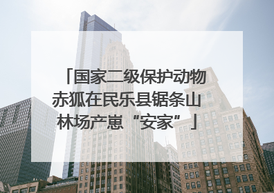 国家二级保护动物赤狐在民乐县锯条山林场产崽“安家”