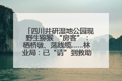四川井研湿地公园现野生猕猴 “房客”：栖桥墩、荡线缆……林业局：已“请”到救助站，将放归自然