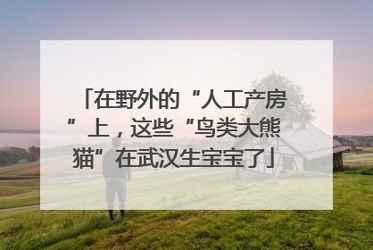 在野外的“人工产房”上，这些“鸟类大熊猫”在武汉生宝宝了