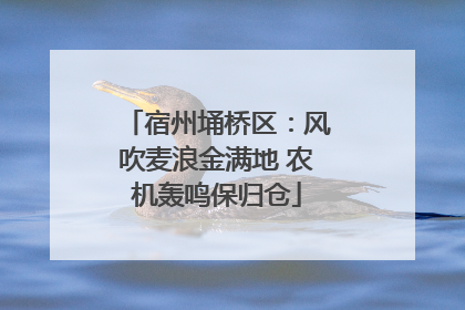 宿州埇桥区：风吹麦浪金满地 农机轰鸣保归仓