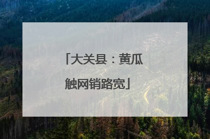 大关县：黄瓜触网销路宽