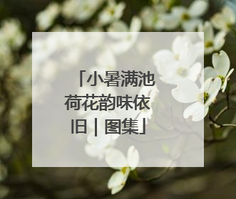 小暑满池荷花韵味依旧｜图集