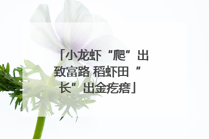 小龙虾“爬”出致富路 稻虾田“长”出金疙瘩