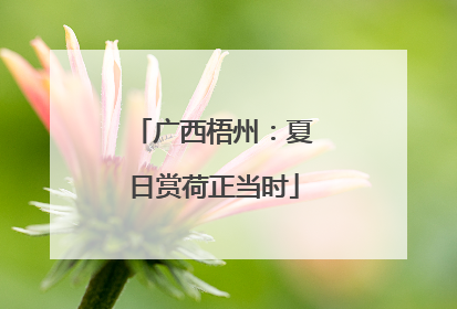 广西梧州：夏日赏荷正当时