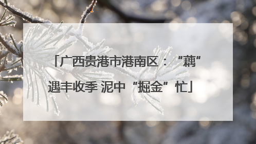 广西贵港市港南区：“藕”遇丰收季 泥中“掘金”忙