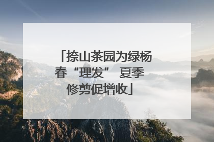 捺山茶园为绿杨春“理发” 夏季修剪促增收