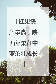 挂果快、产量高，陕西苹果在中亚茁壮成长