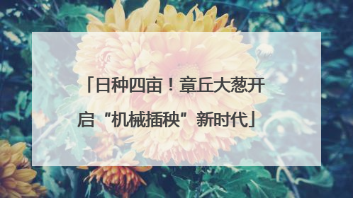 日种四亩！章丘大葱开启“机械插秧”新时代