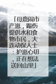 母鹿闹市产崽，踢伤提供水和食物市民，大连动保人士：护崽心切，正在想法送回山里