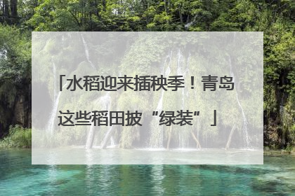 水稻迎来插秧季！青岛这些稻田披“绿装”