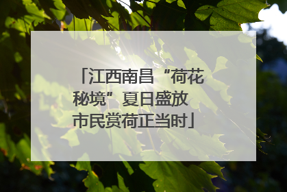 江西南昌“荷花秘境”夏日盛放 市民赏荷正当时