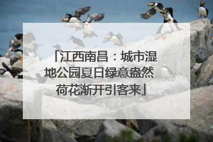 江西南昌：城市湿地公园夏日绿意盎然 荷花渐开引客来