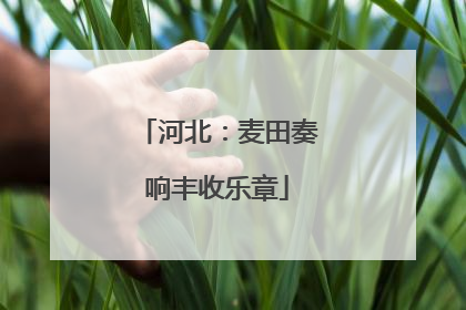 河北：麦田奏响丰收乐章