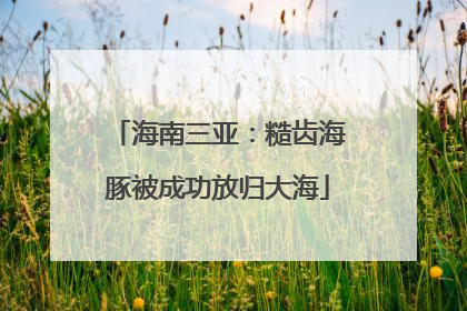 海南三亚：糙齿海豚被成功放归大海