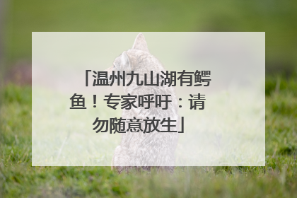 温州九山湖有鳄鱼！专家呼吁：请勿随意放生