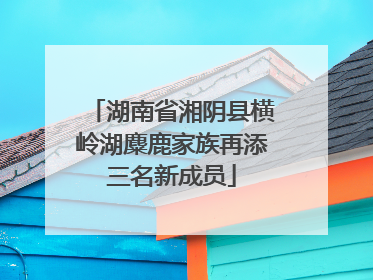 湖南省湘阴县横岭湖麋鹿家族再添三名新成员