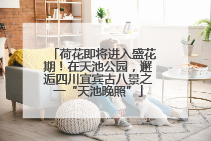 荷花即将进入盛花期！在天池公园，邂逅四川宜宾古八景之一“天池晚照”