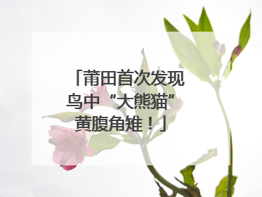 莆田首次发现鸟中“大熊猫”黄腹角雉！