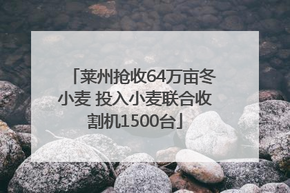 莱州抢收64万亩冬小麦 投入小麦联合收割机1500台