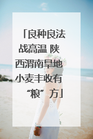 良种良法战高温 陕西渭南旱地小麦丰收有“粮”方