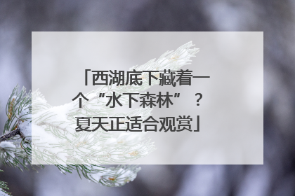 西湖底下藏着一个“水下森林”？夏天正适合观赏