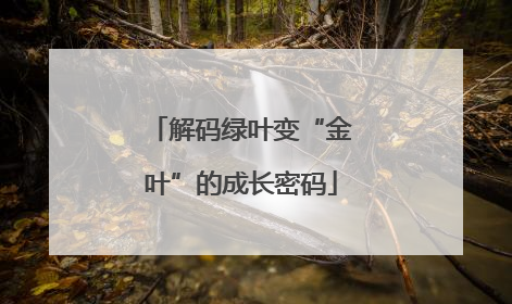 解码绿叶变“金叶”的成长密码