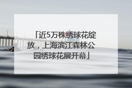 近5万株绣球花绽放，上海滨江森林公园绣球花展开幕