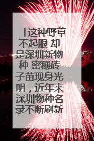 这种野草不起眼 却是深圳新物种 密穗砖子苗现身光明，近年来深圳物种名录不断刷新