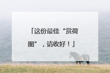 这份最佳“赏荷图”，请收好！