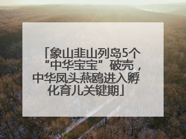 象山韭山列岛5个“中华宝宝”破壳，中华凤头燕鸥进入孵化育儿关键期