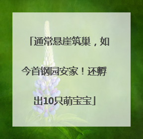 通常悬崖筑巢，如今首钢园安家！还孵出10只萌宝宝