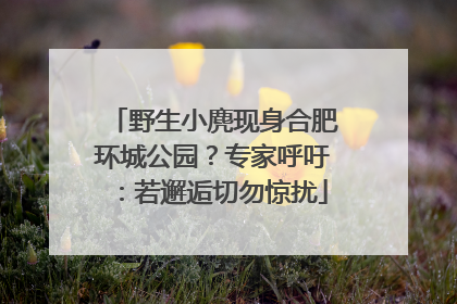 野生小麂现身合肥环城公园？专家呼吁：若邂逅切勿惊扰