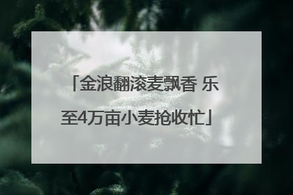 金浪翻滚麦飘香 乐至4万亩小麦抢收忙