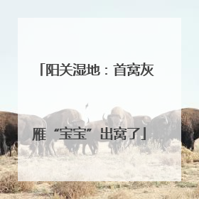 阳关湿地：首窝灰雁“宝宝”出窝了
